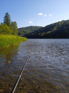 Дурная нога головам покоя не даёт