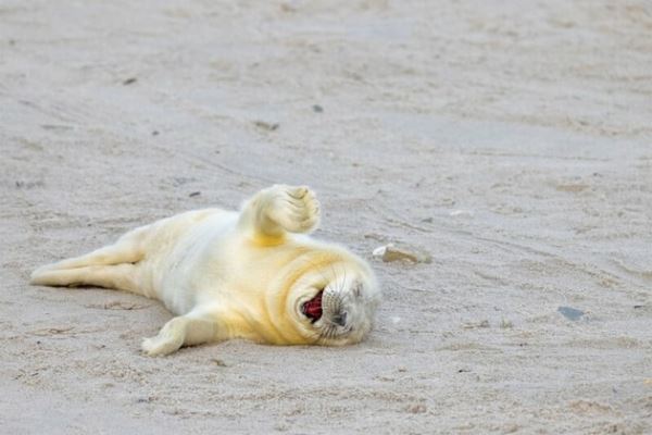 Nikon Comedy Wildlife Awards: организаторы показали несколько лучших работ, но до окончания приема заявок еще месяц